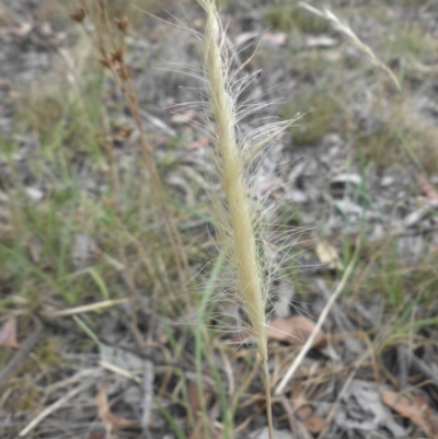 Dichelachne crinita (Long-hair Plume Grass) at Mount Ainslie - 21 Dec 2015 by SilkeSma