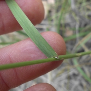 Dichelachne crinita at Campbell, ACT - 22 Dec 2015