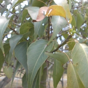 Brachychiton populneus subsp. populneus at Majura, ACT - 22 Dec 2015