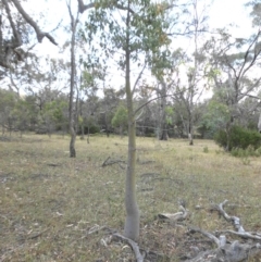 Brachychiton populneus subsp. populneus at Majura, ACT - 22 Dec 2015