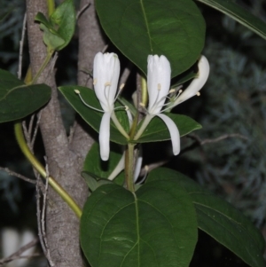 Lonicera japonica at Gordon, ACT - 4 Nov 2015 07:32 PM