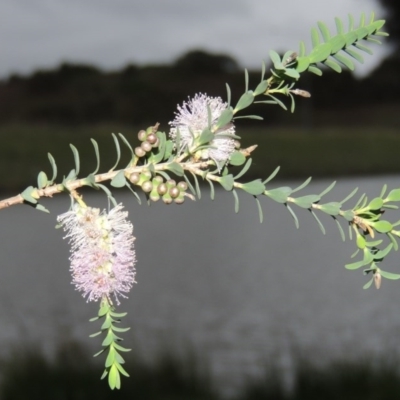 Melaleuca decussata (Cross-leaf Honey-myrtle or Totem Poles) at Gordon, ACT - 4 Nov 2015 by MichaelBedingfield