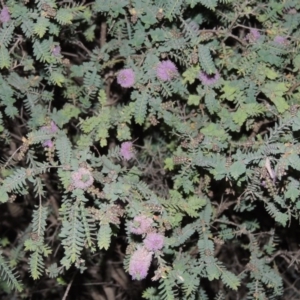 Melaleuca decussata at Gordon, ACT - 4 Nov 2015