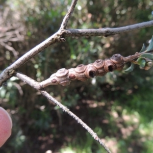 Melaleuca decussata at Gordon, ACT - 4 Nov 2015