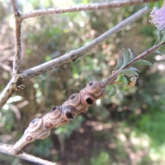 Melaleuca decussata at Gordon, ACT - 4 Nov 2015 07:33 PM