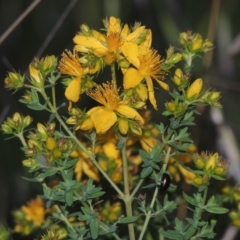 Hypericum perforatum (St John's Wort) at Gordon, ACT - 4 Nov 2015 by MichaelBedingfield