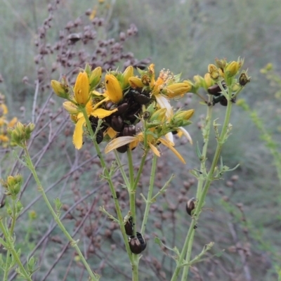 Hypericum perforatum (St John's Wort) at Tennent, ACT - 10 Nov 2014 by MichaelBedingfield