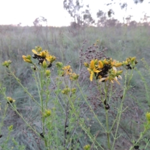 Hypericum perforatum at Tennent, ACT - 10 Nov 2014