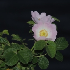 Rosa rubiginosa (Sweet Briar, Eglantine) at Gordon, ACT - 4 Nov 2015 by michaelb