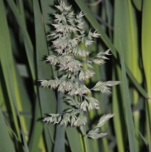 Holcus lanatus at Gordon, ACT - 4 Nov 2015 07:56 PM