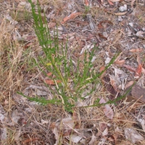 Cytisus scoparius subsp. scoparius at Hackett, ACT - 23 Nov 2015 12:00 AM