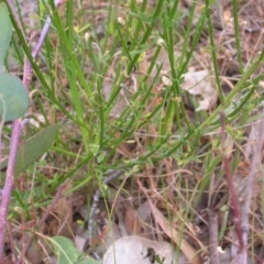 Cytisus scoparius subsp. scoparius at Hackett, ACT - 23 Nov 2015 12:00 AM