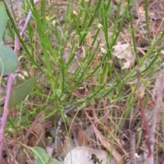 Cytisus scoparius subsp. scoparius at Hackett, ACT - 23 Nov 2015