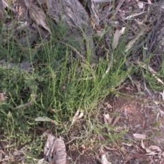 Cytisus scoparius subsp. scoparius (Scotch Broom, Broom, English Broom) at The Fair, Watson - 10 Dec 2015 by waltraud