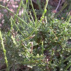 Cytisus scoparius subsp. scoparius at Watson, ACT - 11 Dec 2015