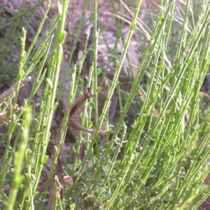 Cytisus scoparius subsp. scoparius at Watson, ACT - 11 Dec 2015