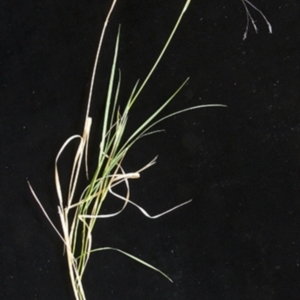 Agrostis venusta at Cotter River, ACT - 2 Feb 1988