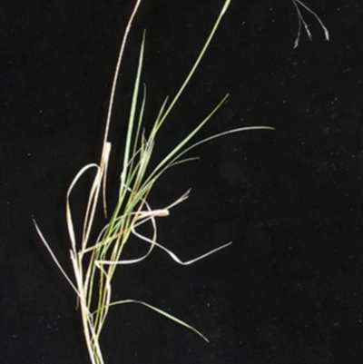 Agrostis venusta (Graceful Bent) at Cotter River, ACT - 1 Feb 1988 by michaelb
