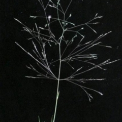Agrostis venusta at Cotter River, ACT - 2 Feb 1988