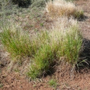 Agrostis venusta at Cotter River, ACT - 2 Feb 1988