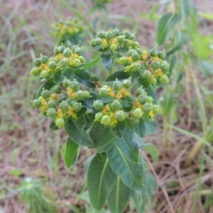 Euphorbia oblongata at Gordon, ACT - 17 Nov 2015
