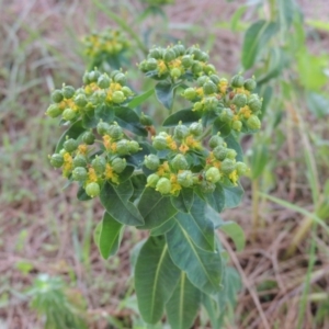 Euphorbia oblongata at Gordon, ACT - 17 Nov 2015 06:59 PM