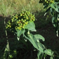 Euphorbia oblongata at Gordon, ACT - 17 Nov 2015