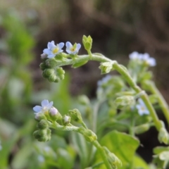 Myosotis laxa subsp. caespitosa (Water Forget-me-not) at Gordon, ACT - 17 Nov 2015 by michaelb