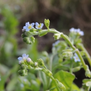 Myosotis laxa subsp. caespitosa at Gordon, ACT - 17 Nov 2015