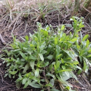 Myosotis laxa subsp. caespitosa at Gordon, ACT - 17 Nov 2015