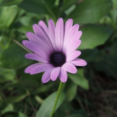 Dimorphotheca ecklonis (South African Daisy) at Gordon, ACT - 17 Nov 2015 by MichaelBedingfield