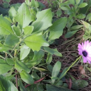 Dimorphotheca ecklonis at Gordon, ACT - 17 Nov 2015