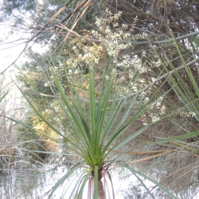 Cordyline sp. (Cordyline) at Point Hut Pond - 17 Nov 2015 by michaelb