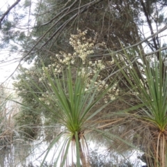 Cordyline sp. at Gordon, ACT - 17 Nov 2015 07:24 PM