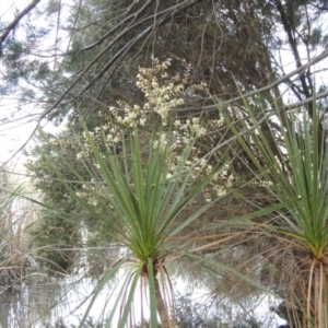 Cordyline sp. at Gordon, ACT - 17 Nov 2015 07:24 PM