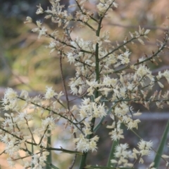 Cordyline sp. at Gordon, ACT - 17 Nov 2015