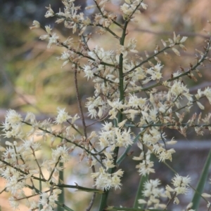 Cordyline sp. at Gordon, ACT - 17 Nov 2015