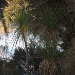 Cordyline sp. at Gordon, ACT - 17 Nov 2015 07:24 PM