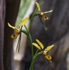 Diuris sulphurea (Tiger Orchid) at Tennent, ACT - 22 Nov 2015 by KenT