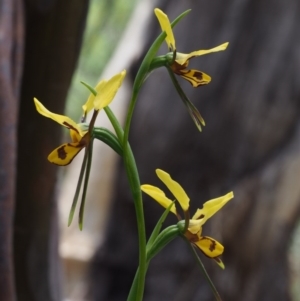 Diuris sulphurea at Tennent, ACT - 22 Nov 2015