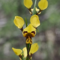 Diuris sulphurea at Tennent, ACT - 22 Nov 2015