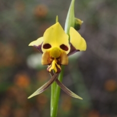 Diuris sulphurea at Tennent, ACT - 22 Nov 2015