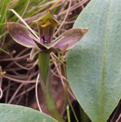 Chiloglottis sp. aff. valida (Small bird orchid) at Cotter River, ACT - 3 Dec 2015 by KenT