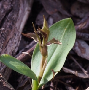 Chiloglottis sp. aff. valida at Cotter River, ACT - 3 Dec 2015