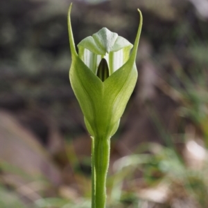 Pterostylis monticola at Cotter River, ACT - 3 Dec 2015