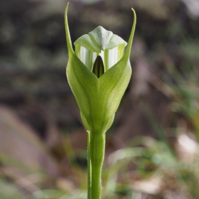 Pterostylis monticola (Large Mountain Greenhood) at Cotter River, ACT - 2 Dec 2015 by KenT