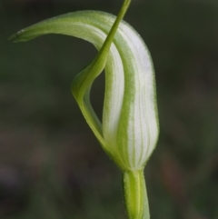 Pterostylis monticola at Cotter River, ACT - 3 Dec 2015