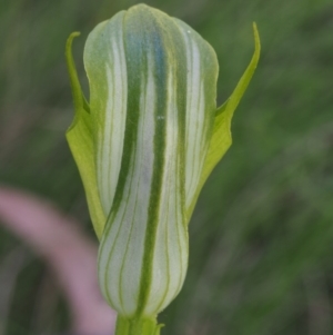 Pterostylis monticola at Cotter River, ACT - suppressed