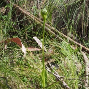 Pterostylis monticola at Cotter River, ACT - 3 Dec 2015