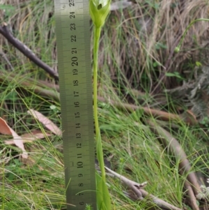 Pterostylis monticola at Cotter River, ACT - 3 Dec 2015